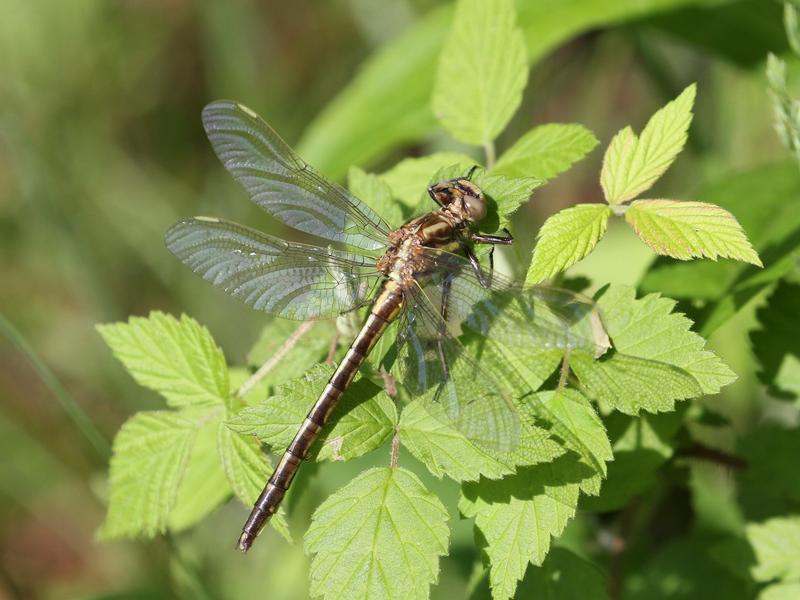 Photo of Dusky Clubtail