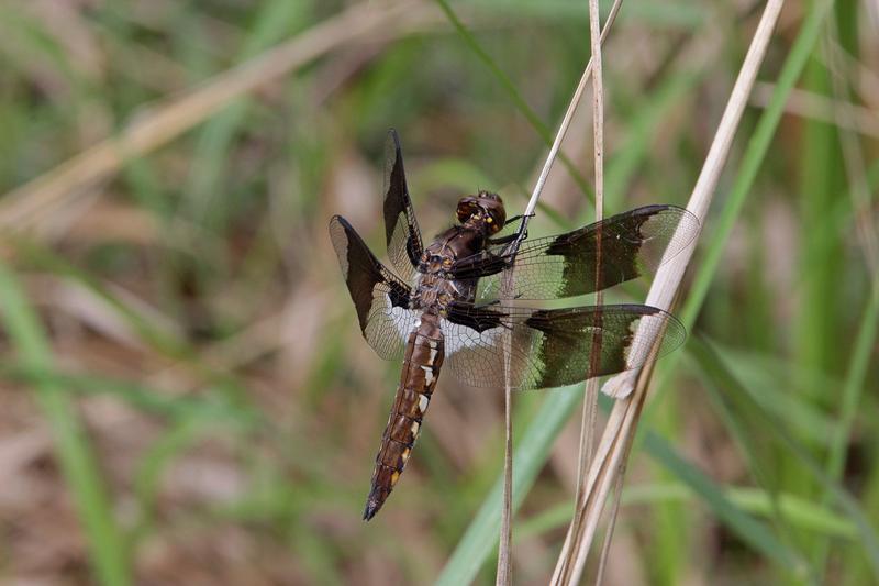 Photo of Common Whitetail