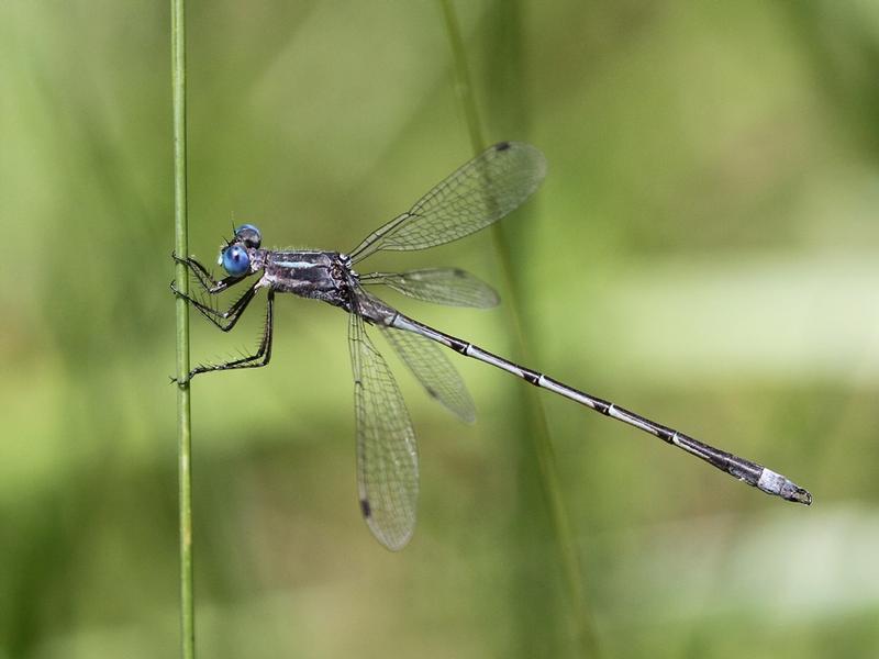 Photo of Southern Spreadwing