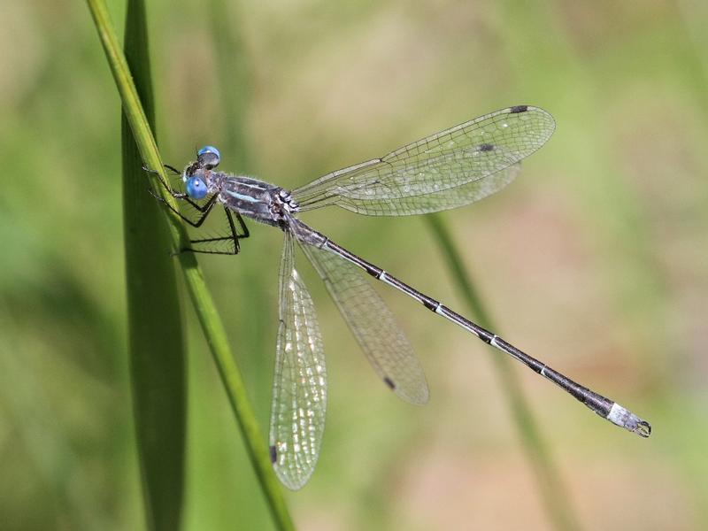 Photo of Southern Spreadwing