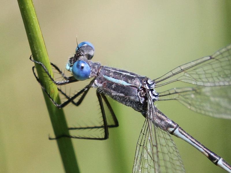 Photo of Southern Spreadwing