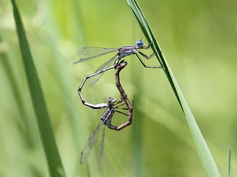 Photo of Southern Spreadwing