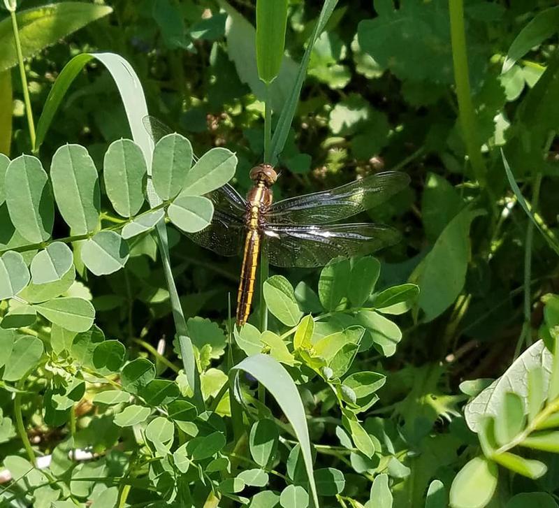 Photo of Widow Skimmer