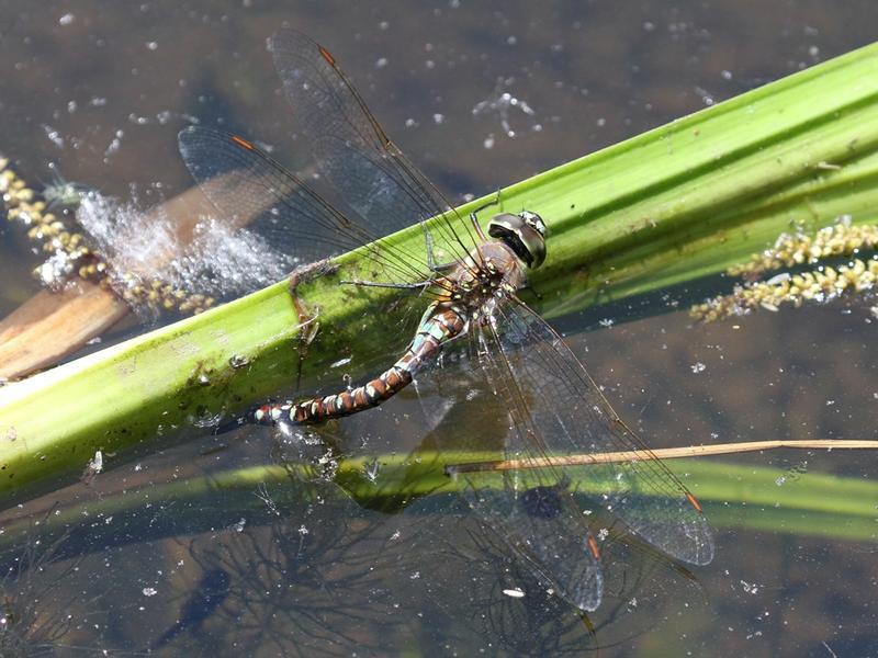 Photo of Blue-eyed Darner