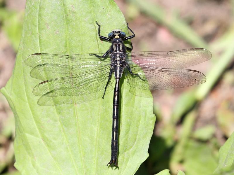 Photo of Horned Clubtail