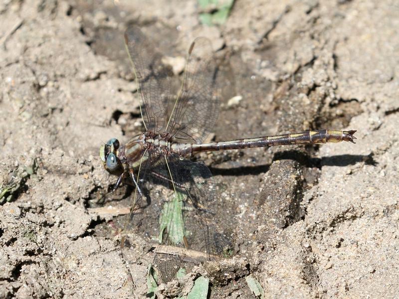 Photo of Dusky Clubtail