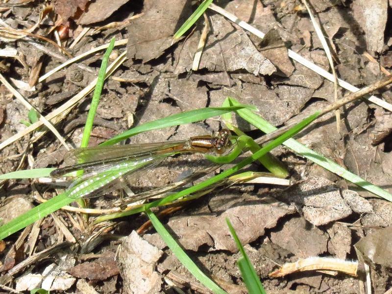 Photo of Eastern Forktail
