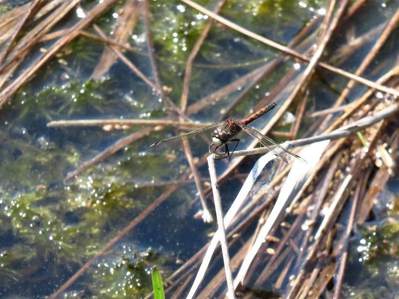 Photo of Hudsonian Whiteface