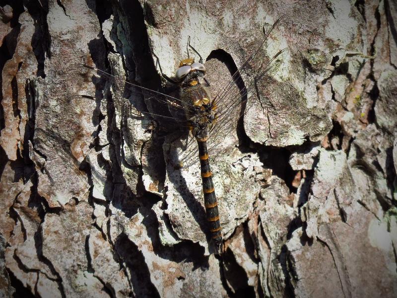 Photo of Ringed Boghaunter