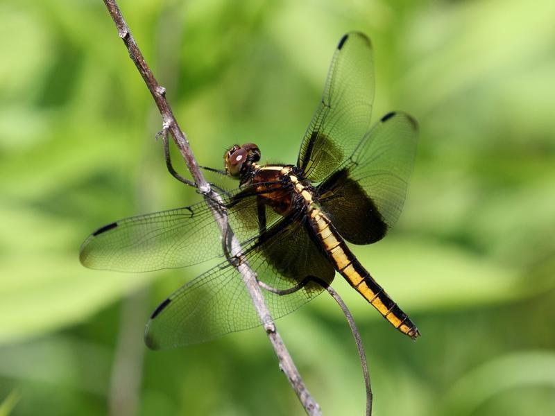 Photo of Widow Skimmer