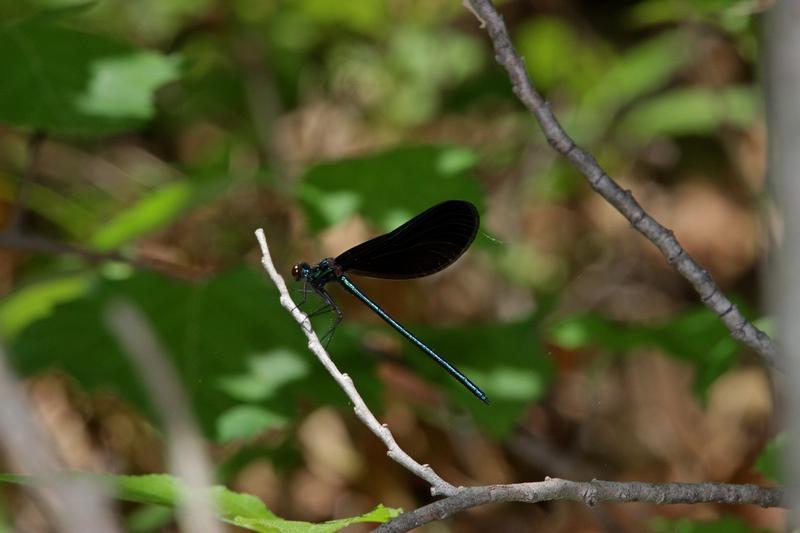 Photo of Ebony Jewelwing