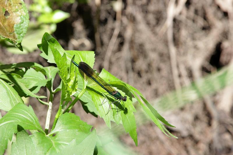 Photo of River Jewelwing