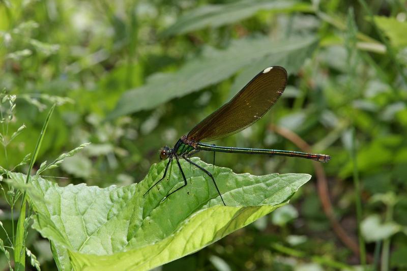 Photo of River Jewelwing