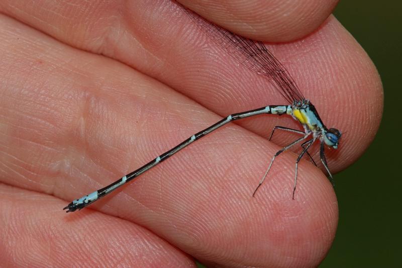 Photo of Aurora Damsel