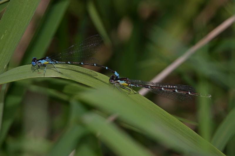 Photo of Aurora Damsel