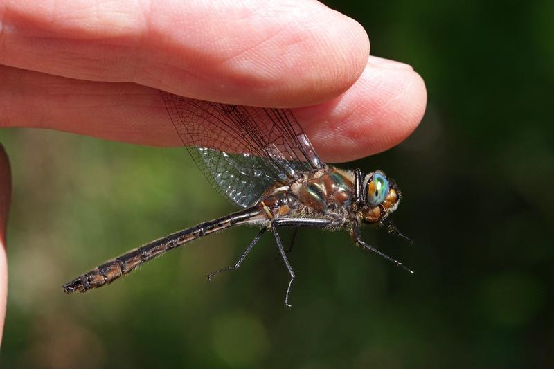 Photo of American Emerald
