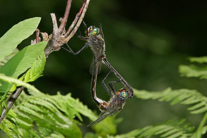 Photo of American Emerald
