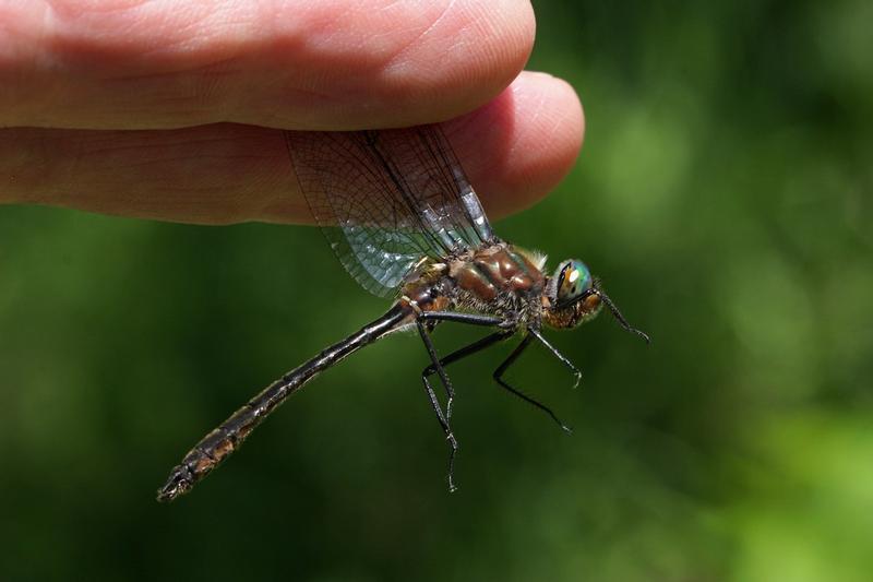 Photo of American Emerald