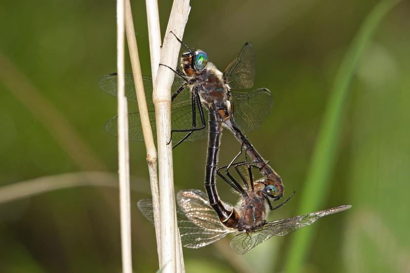 Photo of American Emerald