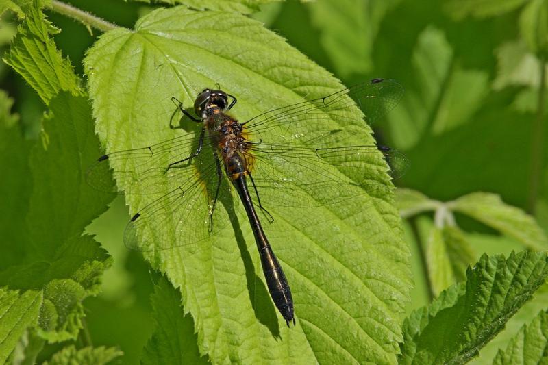 Photo of Racket-tailed Emerald