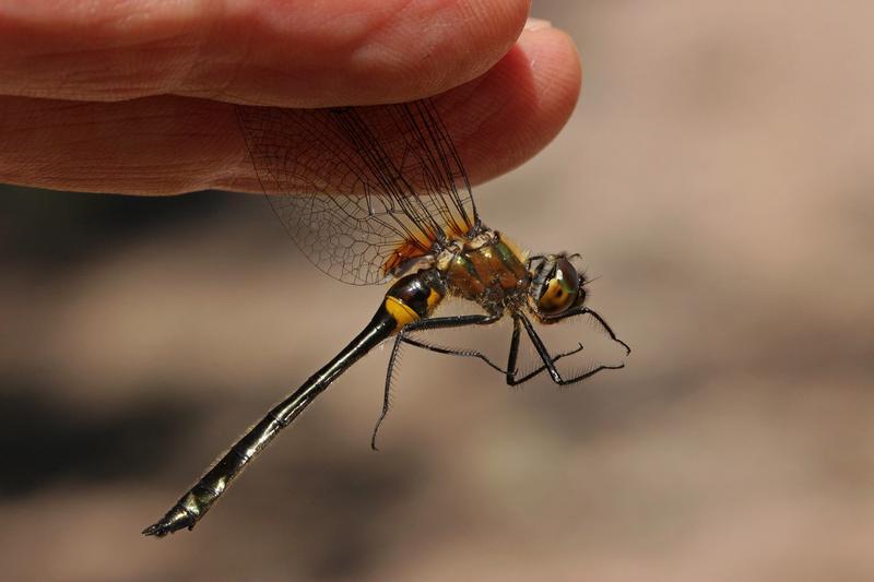 Photo of Racket-tailed Emerald