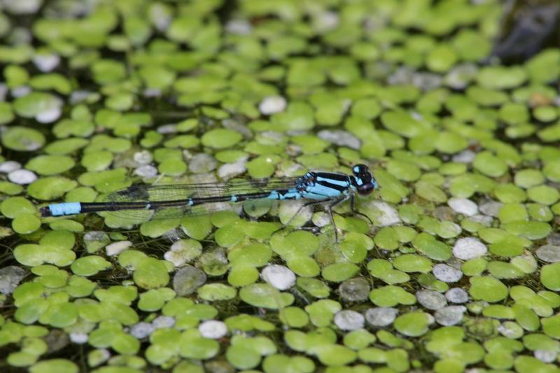 Photo of Skimming Bluet