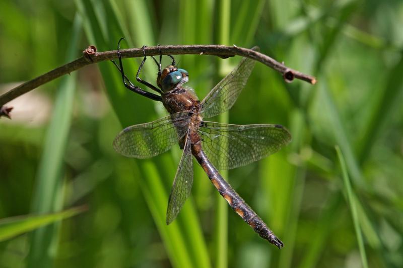 Photo of Beaverpond Baskettail