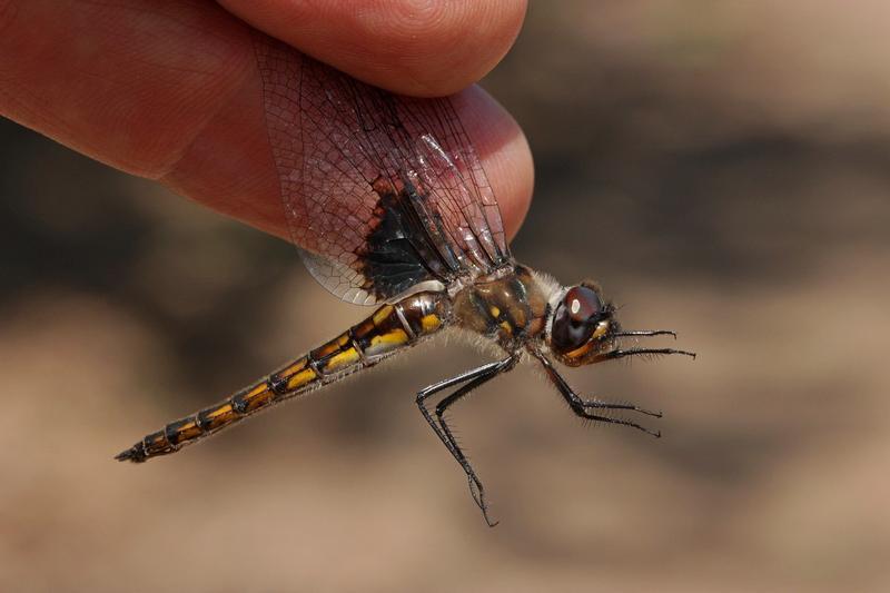 Photo of Common Baskettail