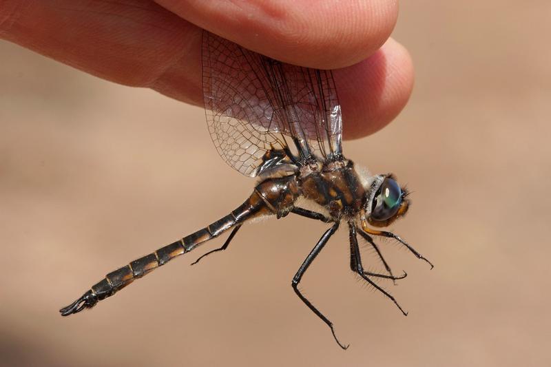 Photo of Spiny Baskettail