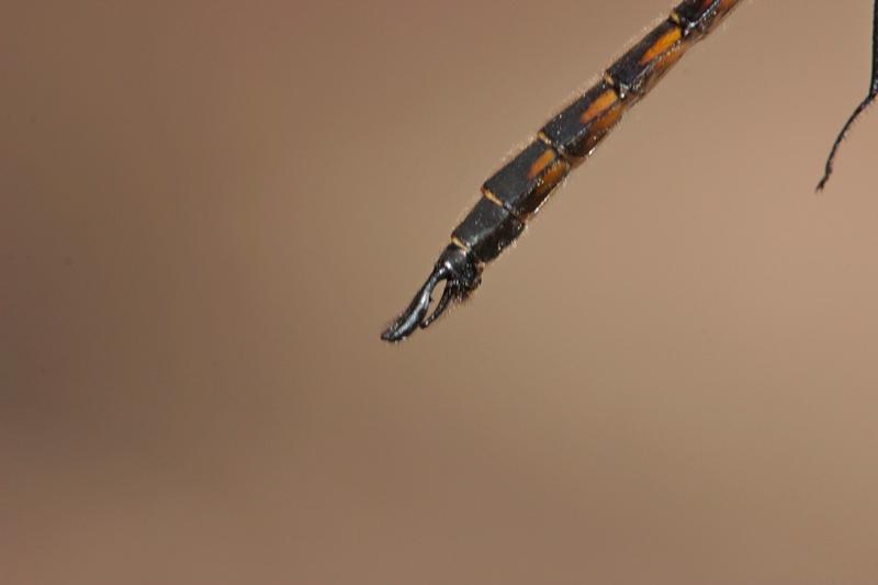 Photo of Spiny Baskettail