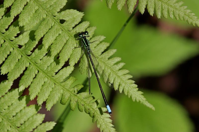 Photo of Eastern Forktail
