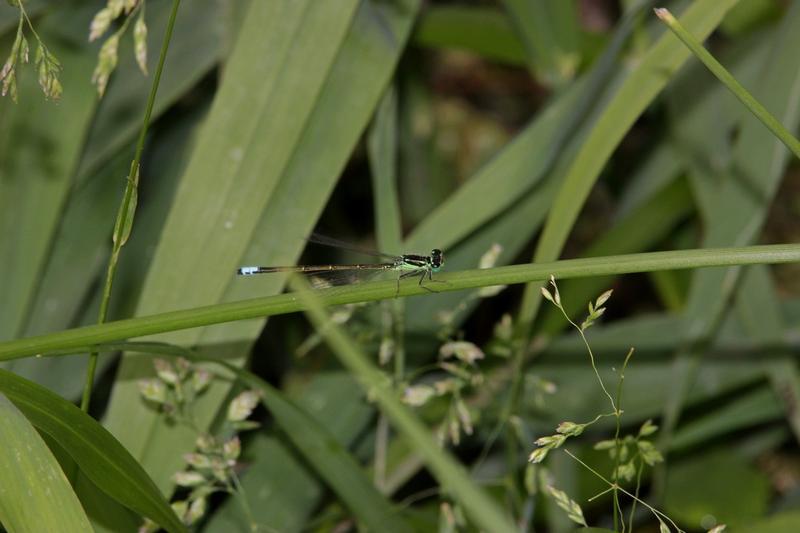 Photo of Eastern Forktail