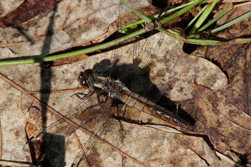 Photo of Chalk-fronted Corporal