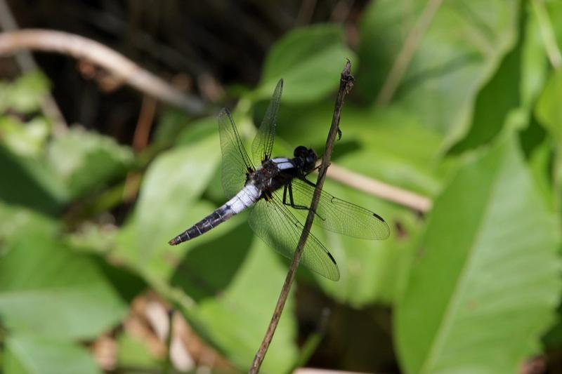 Photo of Chalk-fronted Corporal