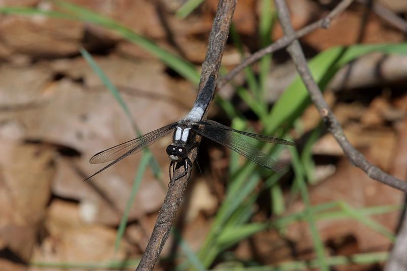 Photo of Chalk-fronted Corporal