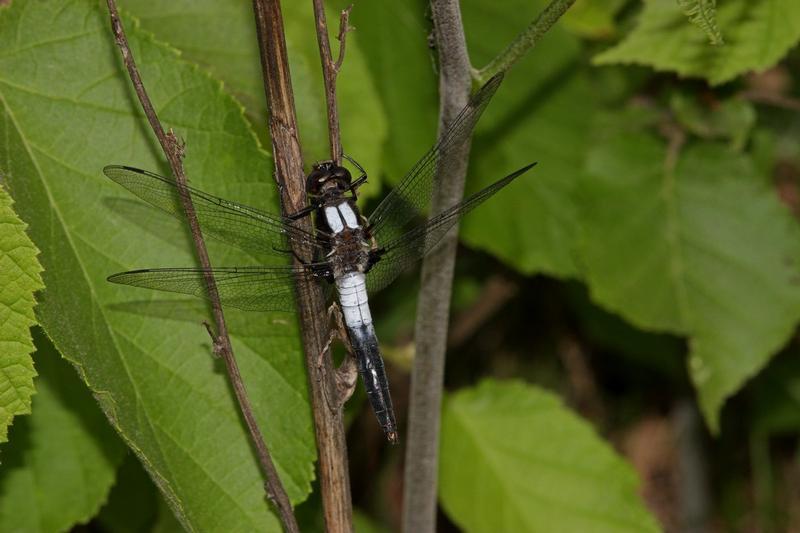 Photo of Chalk-fronted Corporal