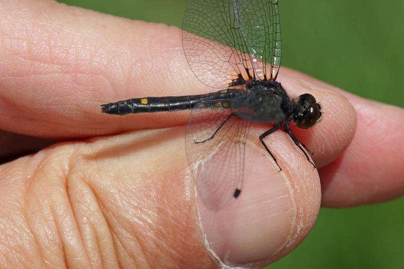 Photo of Dot-tailed Whiteface