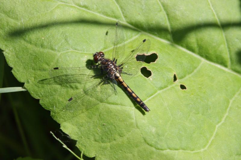 Photo of Hudsonian Whiteface