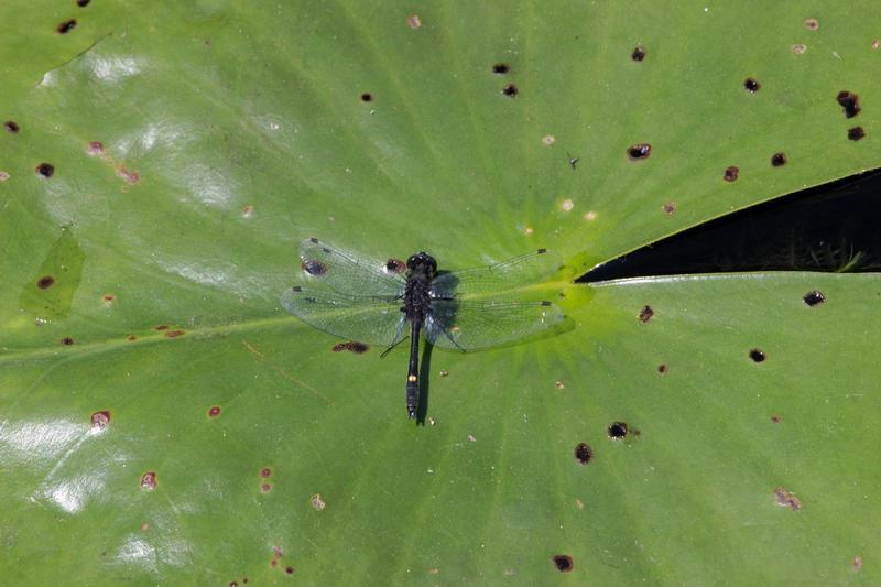 Photo of Dot-tailed Whiteface