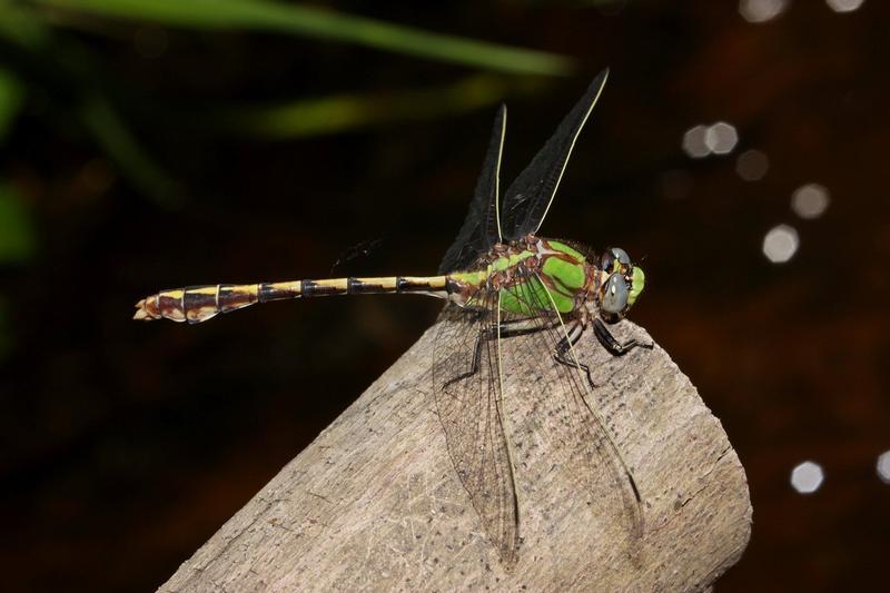 Photo of Sioux Snaketail