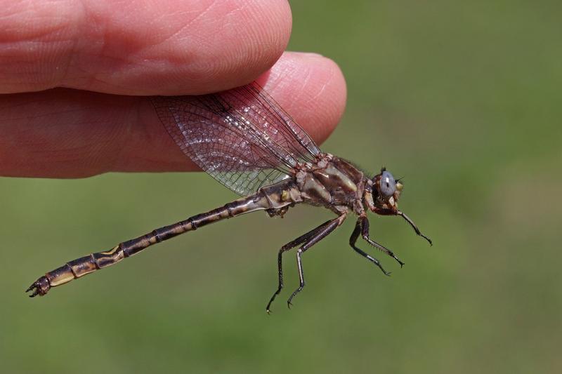 Photo of Dusky Clubtail