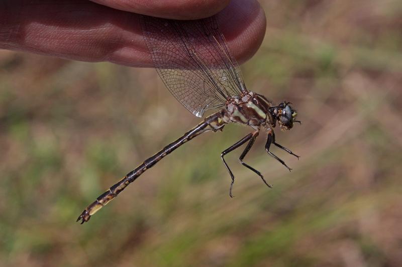 Photo of Dusky Clubtail