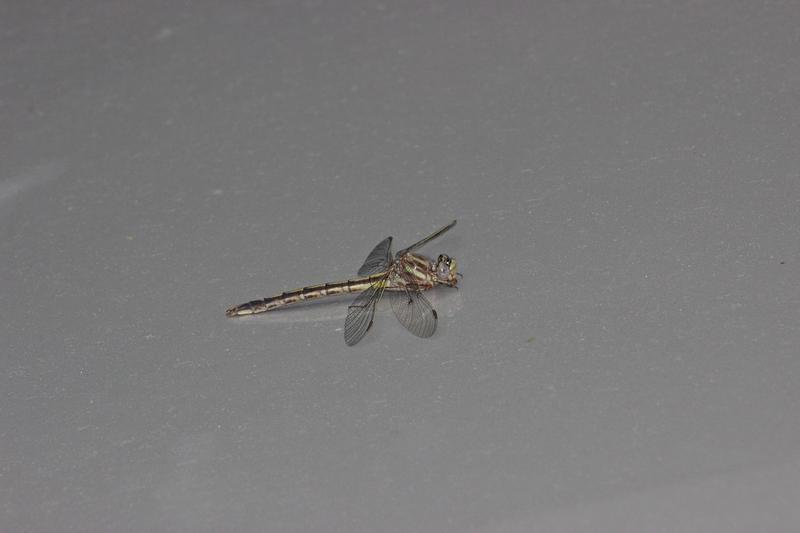 Photo of Dusky Clubtail