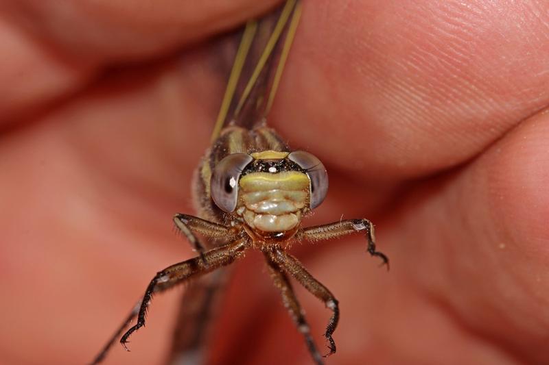 Photo of Dusky Clubtail