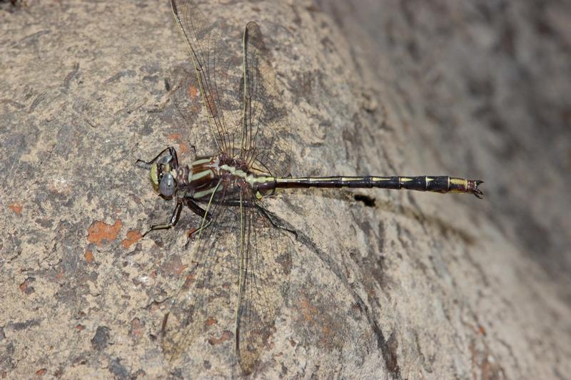 Photo of Ashy Clubtail