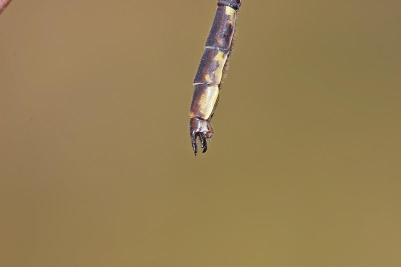 Photo of Ashy Clubtail