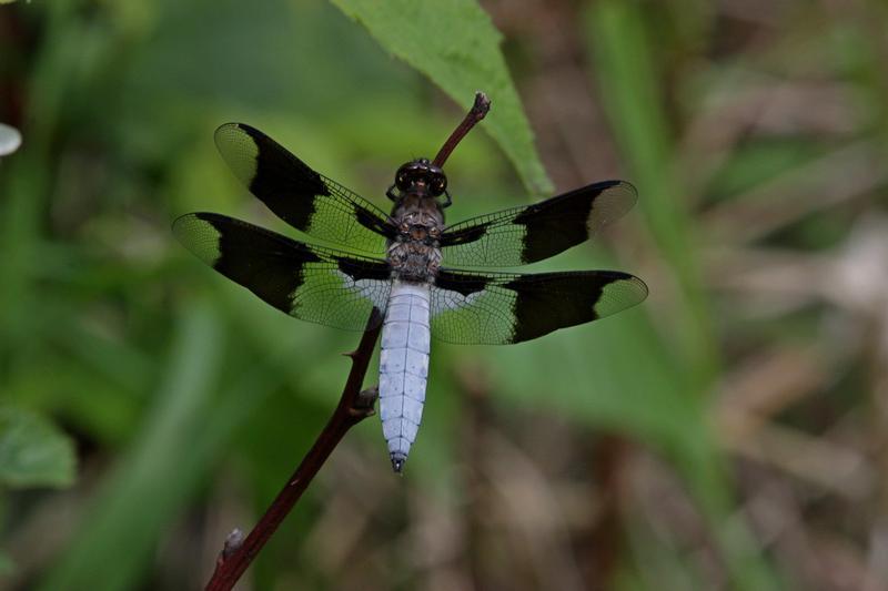 Photo of Common Whitetail