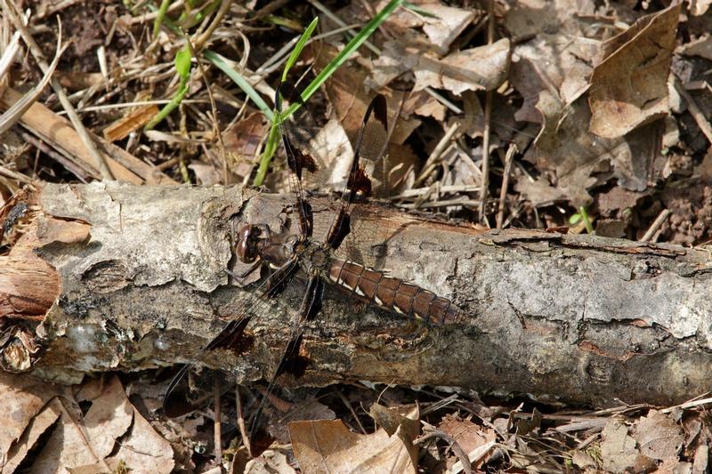 Photo of Common Whitetail