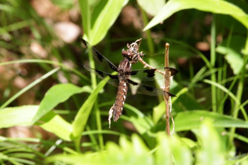 Photo of Common Whitetail