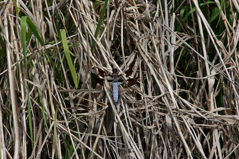Photo of Common Whitetail